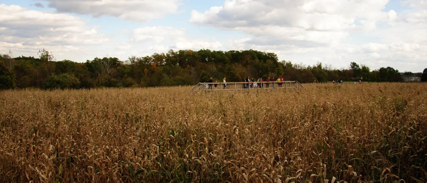 corn maze photo