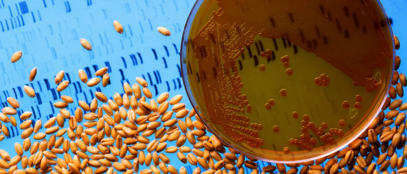 USDA GMO wheat