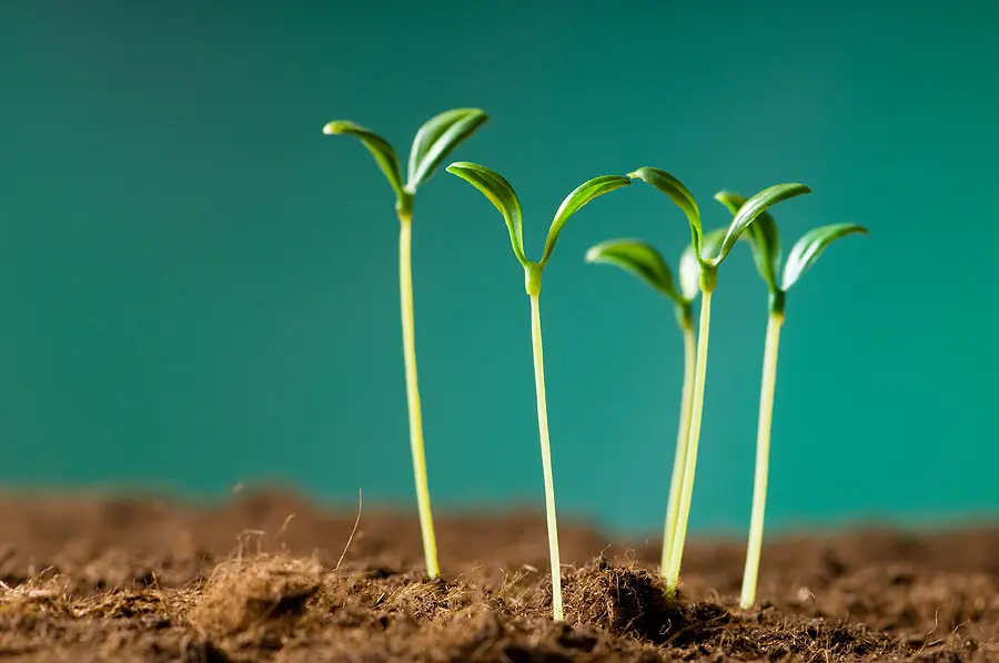 Green Seedlings