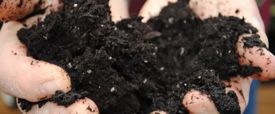 Soil. Sweet, sweet, soil.