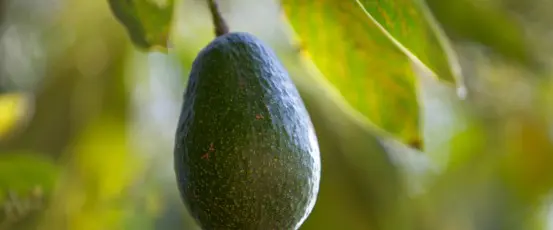 Avocados, Bird Flu, Cooperatives & Other news