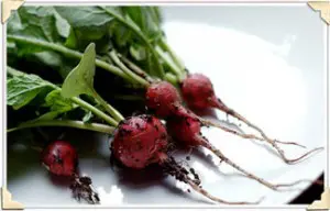 PIIP-RADISHES