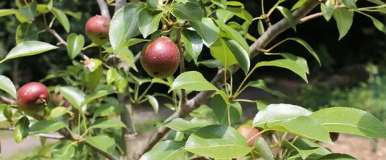 Urban Orchards, Pipelines, Mushrooms & Other news