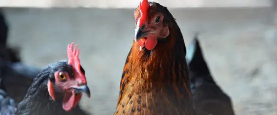 A look at the poultry industry — How does chicken get on your plate?