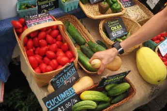 A New Farm Economy Rises from Tobacco’s Ashes