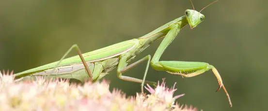 Asparagus celebrations, Beneficial bugs & Other news