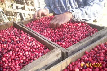 Jen Friedrich & Dom Fernandes