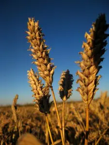 bronzebarley