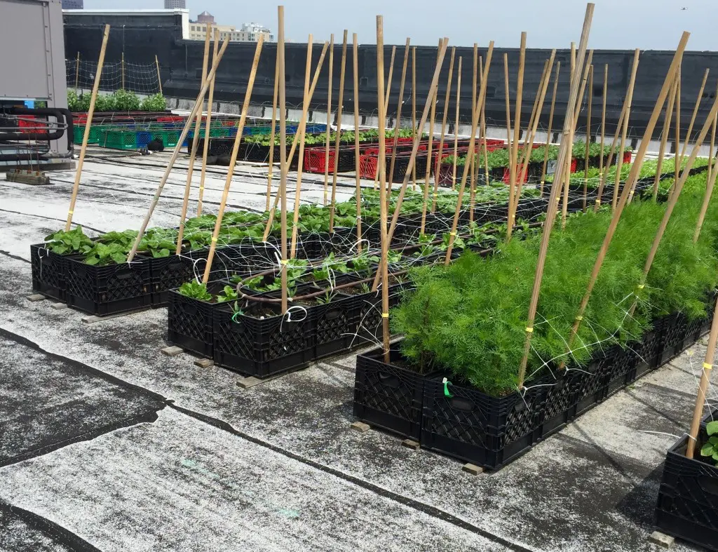 higher ground farm - 4