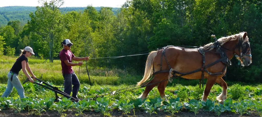 MOFGA’s Journeyperson farmers tilling their land.