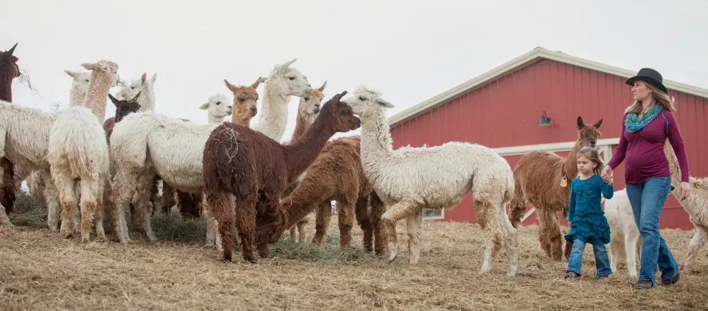 alvina_maynard-walking_out_to_herd