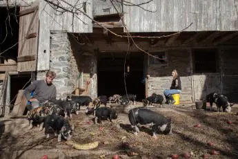 Why are big meatpackers licking their chops over Nebraska’s LB176?