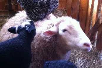 HOMEGROWN Life: The Richness of Farming