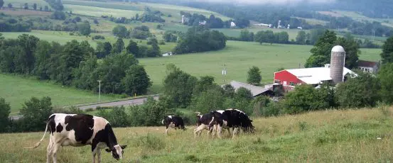 Twin Oaks Dairy