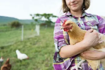 Big Chicken: What You Can Do