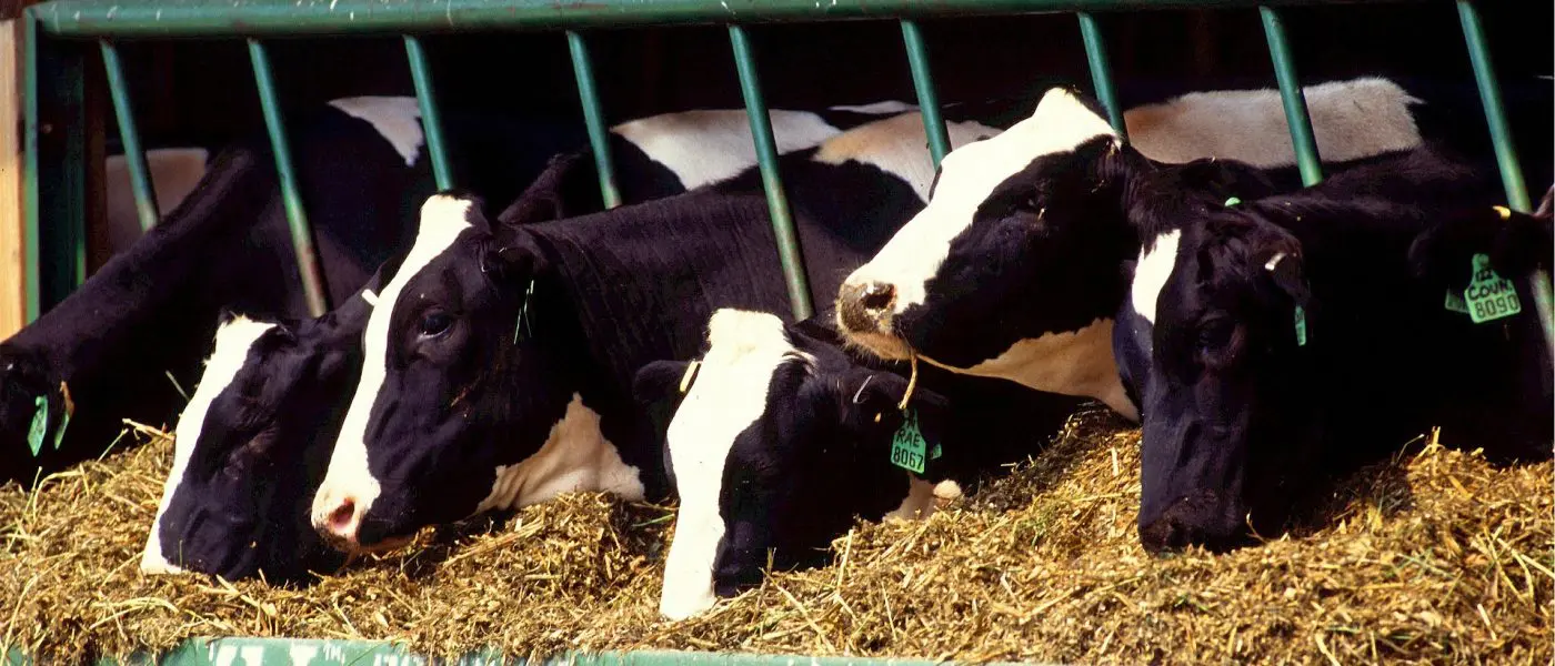 dairy cows