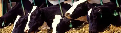dairy cows