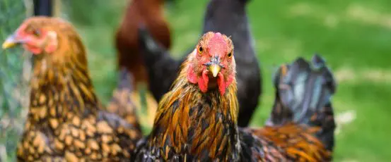 John Oliver on Big Chicken: What Poultry Growers Say