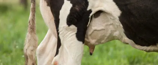 Dairy: Family Farmers in Crisis