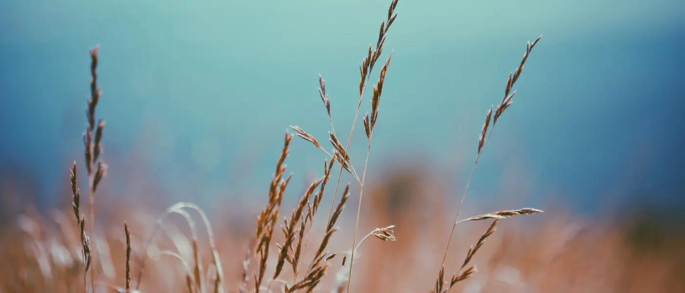golden grass on blue