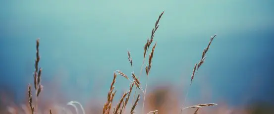 FARMERS FIRST: A Senate Bill to Increase Rural Mental Health