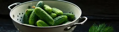 cucumbers and dill for pickles