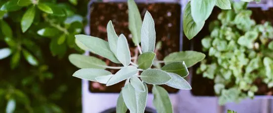 HOMEGROWN 101: Companion Planting