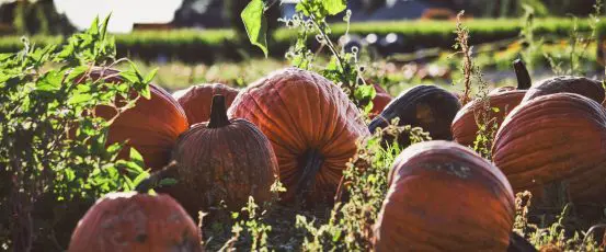 Giving Thanks on Giving Tuesday