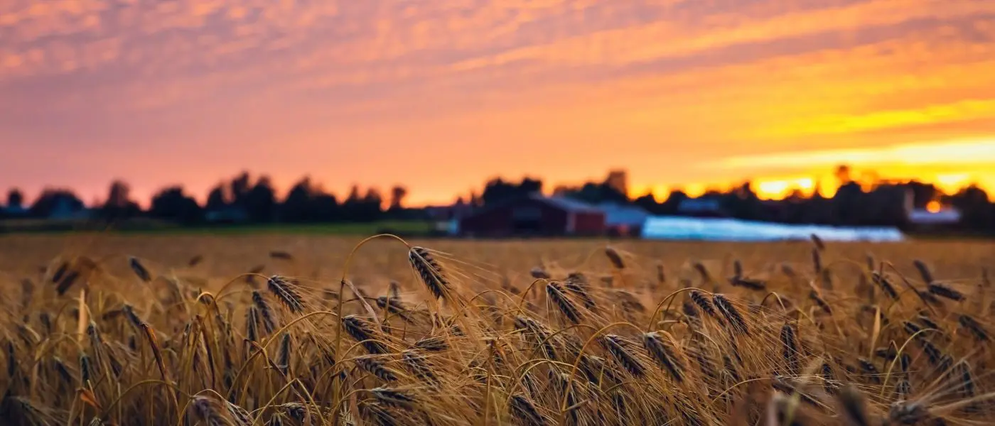 rye field at sunset