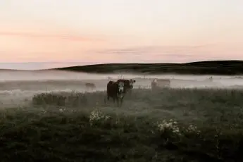 Farm Aid’s 2019 Plans: We won’t stop fighting for family farmers