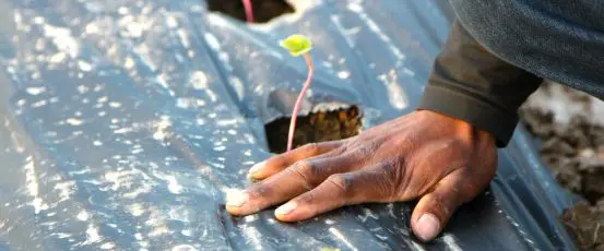 New Legislation Seeks To Address Legacy of Injustice Against Black Farmers