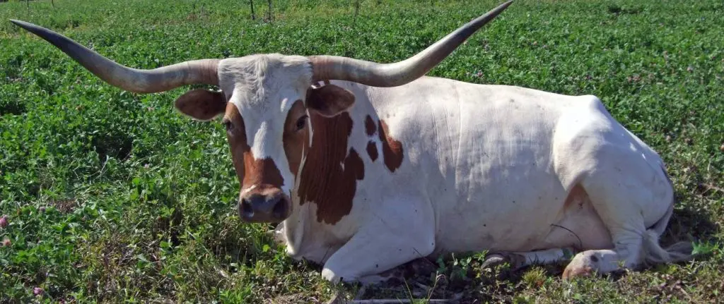 Texas Longhorn cattle on Kathi and Brad's ranch.