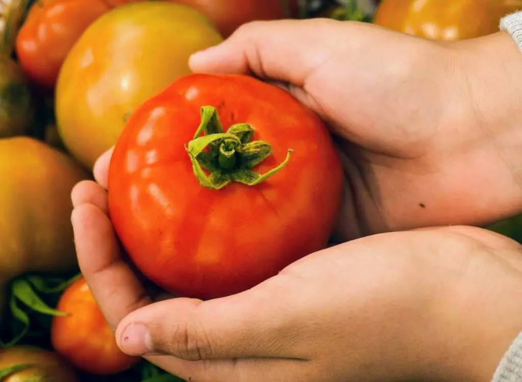 A tomato grown at the FWAF garden.