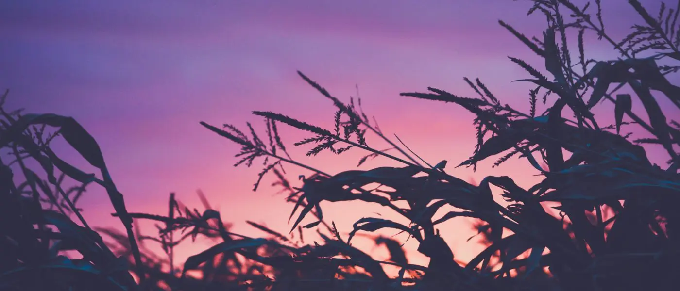 Corn at Sunset