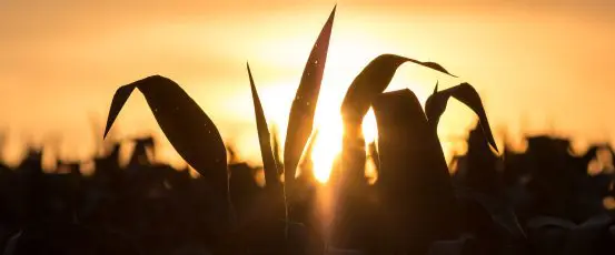 Understanding the Economic Crisis Family Farms are Facing