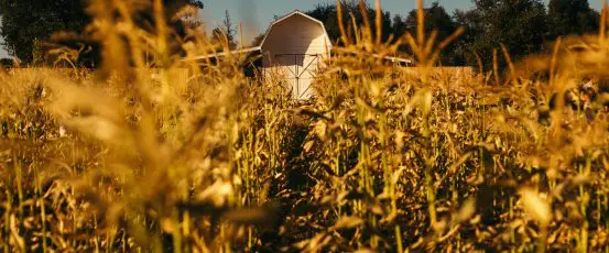 The Giving Thanks Season