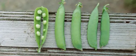 HOMEGROWN 101: Growing Peas