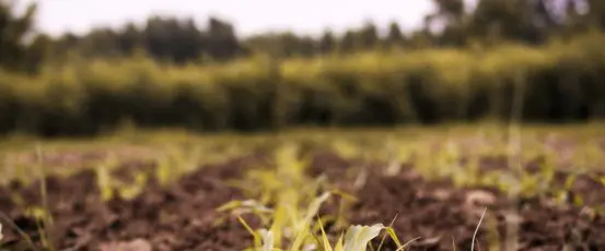 COVID-19 Response: How Congress Can Protect Farmers & Our Local Food Supply