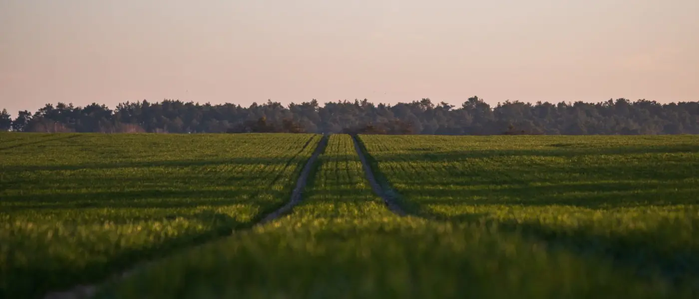 field at sunrise