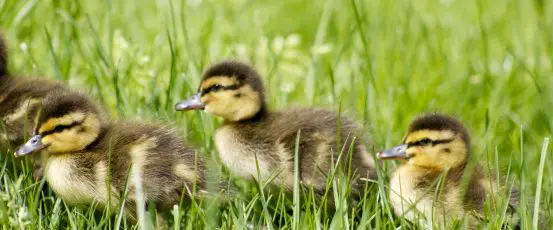 HOMEGROWN 101: Raising Ducks