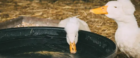 HOMEGROWN 101: Building A Duck House