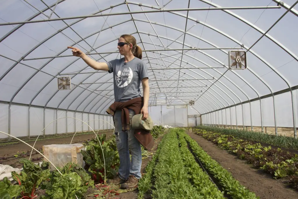 A woman stands in a row of lettuce plants.