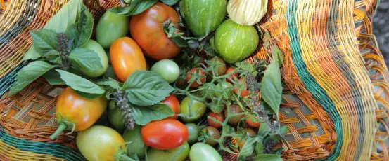 Farmworker Association of Florida: Helping Farmworkers Adjust to COVID
