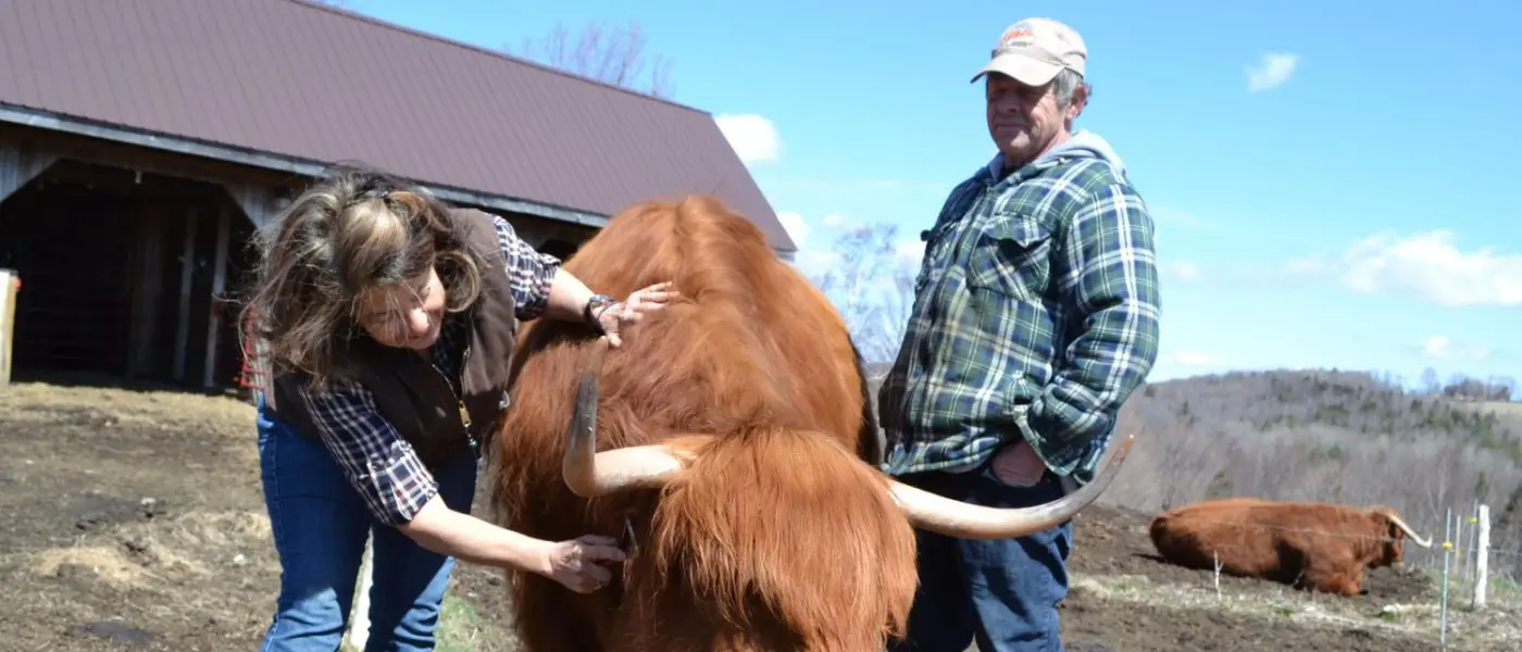 Description: Two people standing outside cow stalls on a sunny day, with a Highland cow between them.