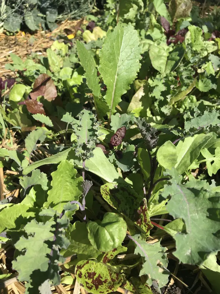 Greens planted in the ground