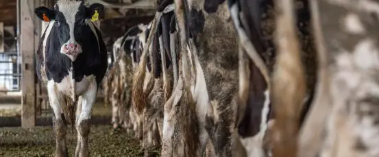 A new opportunity to reform the animal agriculture system