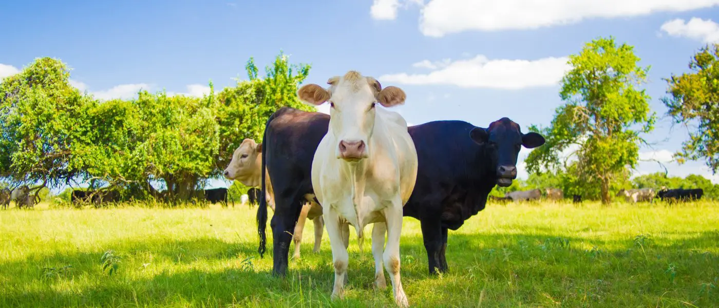cows in grass