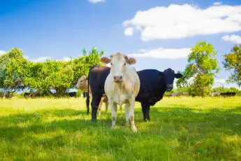 Bringing Competition Back to the Meat Sector