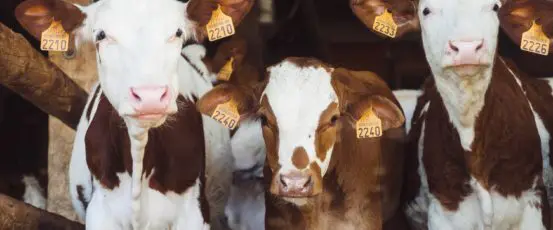 The Farm Aid 2021 Virtual Town Hall