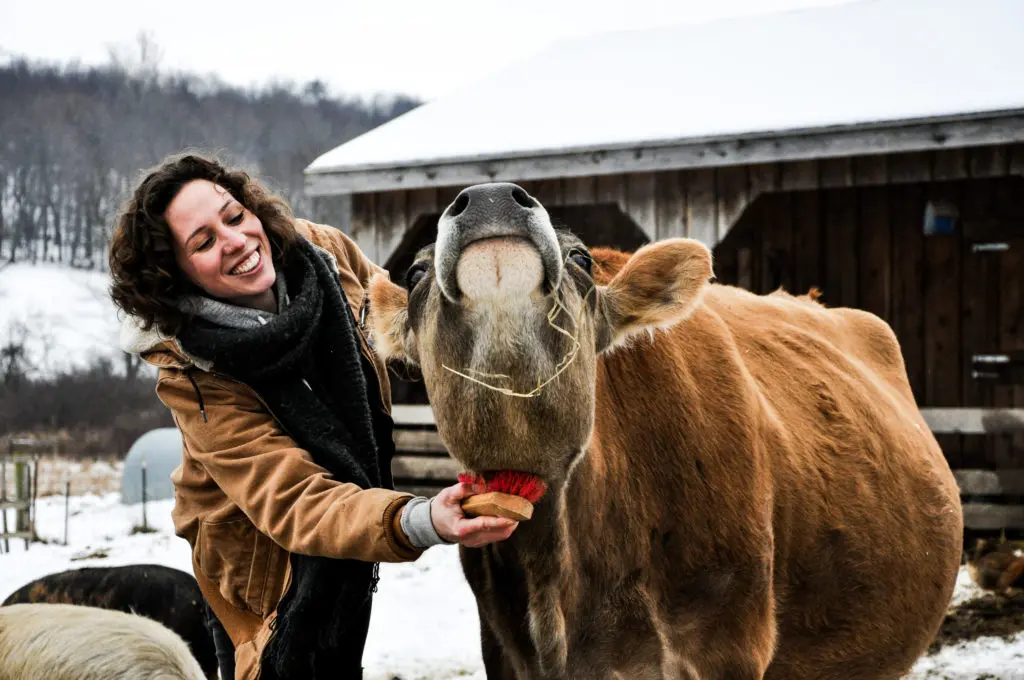 A woman farmer brushes a cow under its chin